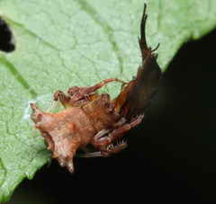 Arkys dilatatus