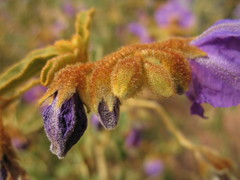 Solanum oldfieldii