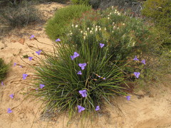 Patersonia occidentalis
