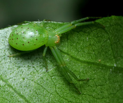 Cetratus
