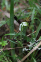 Pterostylis decurva