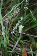 Pterostylis decurva