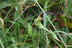 Pterostylis decurva