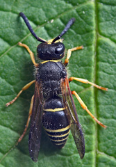 Ancistrocerus oviventris