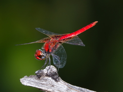 Aethriamanta circumsignata