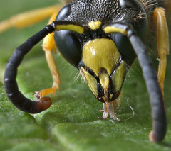 Ancistrocerus oviventris