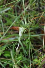 Pterostylis decurva