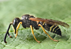 Ancistrocerus oviventris