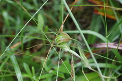 Pterostylis decurva
