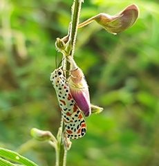 Utetheisa lotrix lotrix