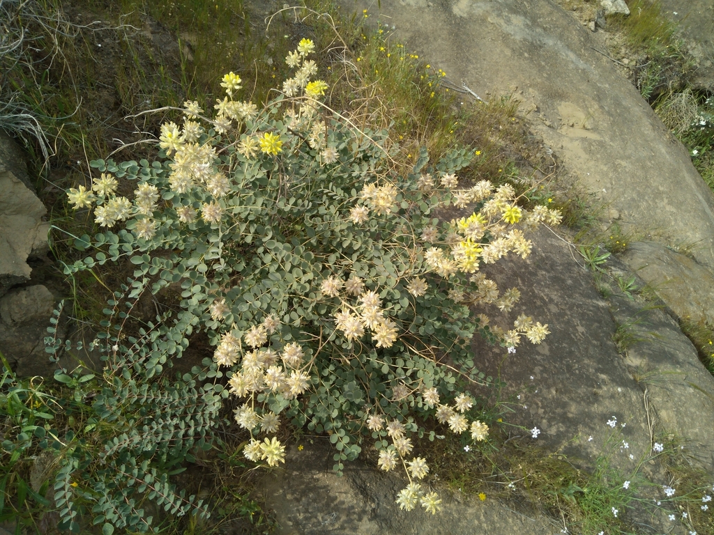 Astragalus obtusifolius