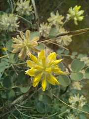 Astragalus obtusifolius
