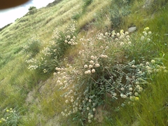 Astragalus obtusifolius