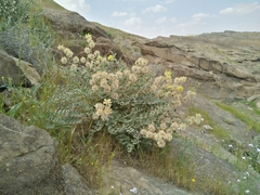 Astragalus obtusifolius