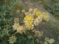 Astragalus obtusifolius