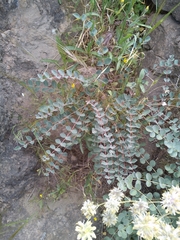 Astragalus obtusifolius