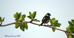 Sporophila torqueola