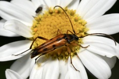 Stenurella septempunctata