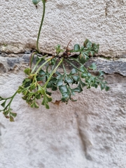 Asplenium ruta-muraria