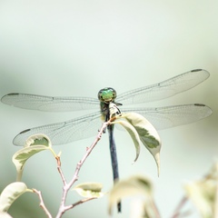 Erythemis vesiculosa