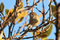 Inland Thornbill photo 3
