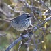 Spotted Scrubwren - Photo (c) Darcy Whittaker, some rights reserved (CC BY-NC), uploaded by Darcy Whittaker