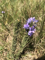 Wahlenbergia fasciculata