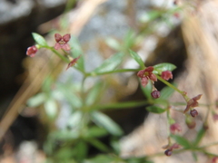 Galium bolanderi