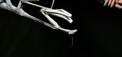 Archimantis armata