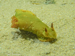 Tambja dracomus