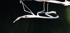 Archimantis armata