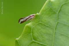 Diaphorina