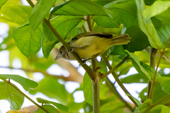 Pachysylvia aurantiifrons