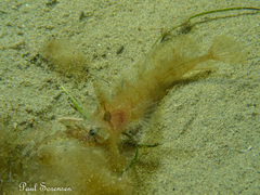 Cristiceps australis