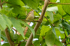 Pachysylvia aurantiifrons