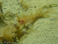 Cristiceps australis