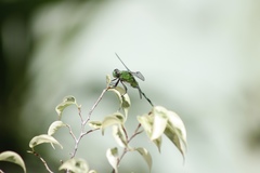 Erythemis vesiculosa