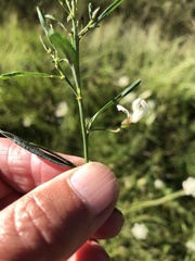 Psoralea oligophylla