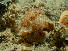 Carminodoris