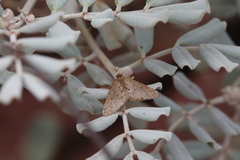 Aglossophanes adoxima