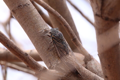 Burbunga hillieri