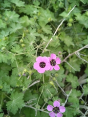 Geranium mascatense