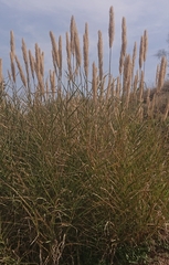 Poaceae