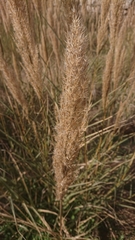 Poaceae