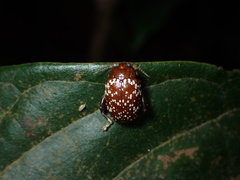 Asiophrida scaphoides