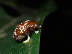 Asiophrida scaphoides