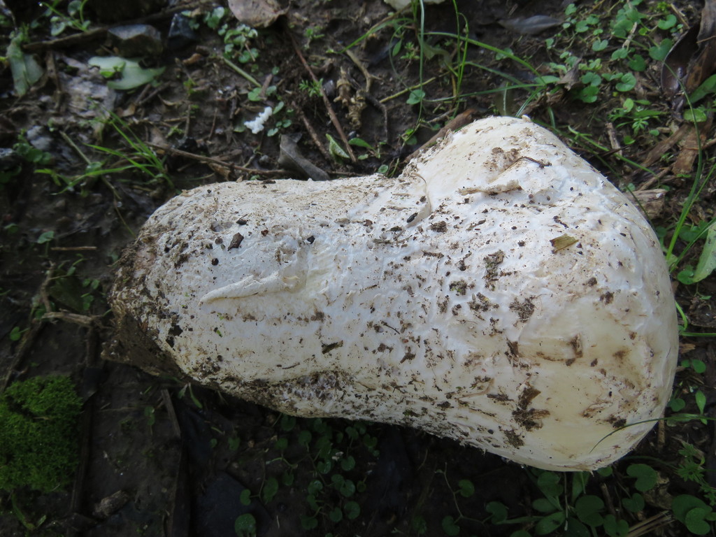 Calvatia cyathiformis · May 2018 · photo: © nicoolejnik (iNaturalist, cc-by)