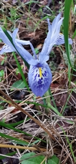 Iris histrio