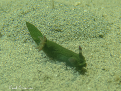 Tambja dracomus