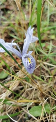 Iris histrio